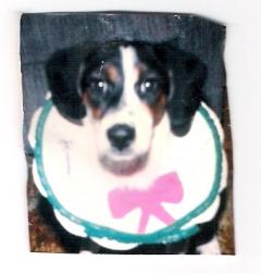 Beaufort T. Puppy's 4th Birthday - July, 1993 